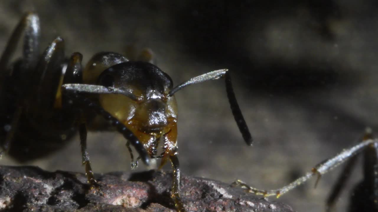 蚁丘里的蚂蚁视频下载