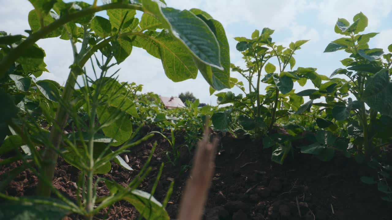 用有机耕作法种植马铃薯视频素材