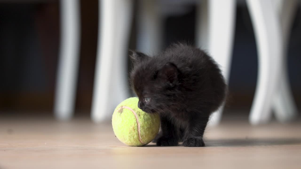 一只小猫在玩网球视频素材