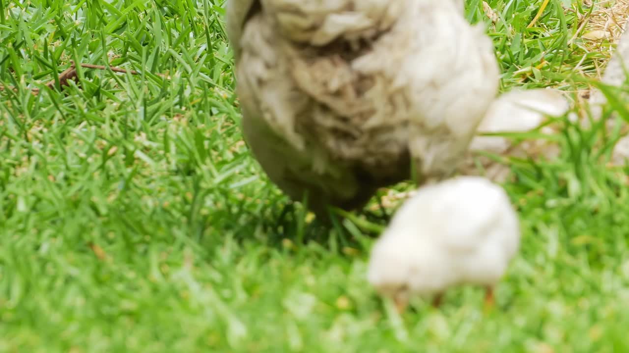 母鸡带着小鸡在乡下觅食视频下载