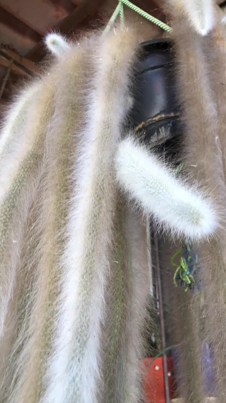 美丽的仙人掌猴尾巴挂在花园的屋顶上视频素材