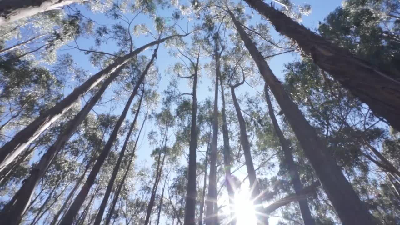 一片树木高耸入云的森林视频素材