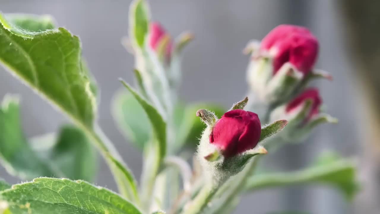 苹果花在春天的花园里，宏视频素材