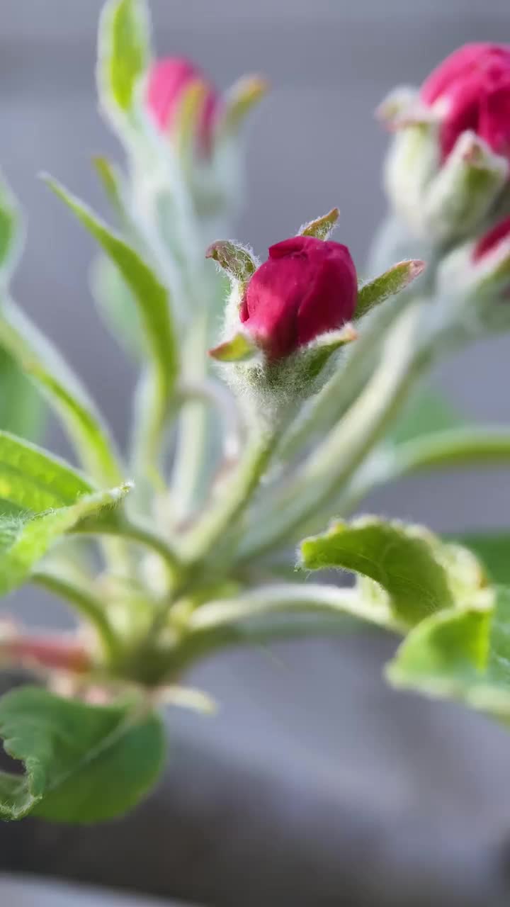 苹果花在春天的花园里，宏视频素材