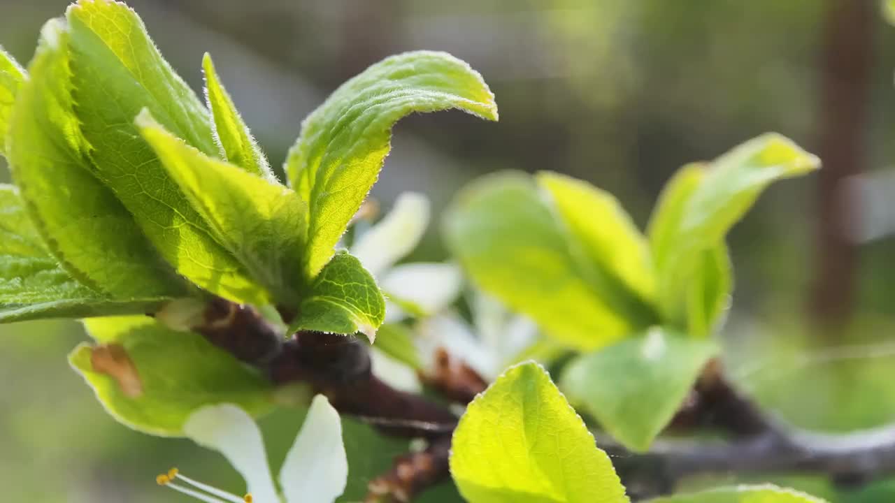 春天的梅花和杏花视频下载