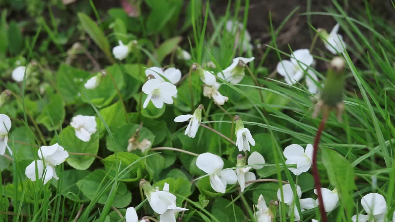 白紫罗兰花视频素材