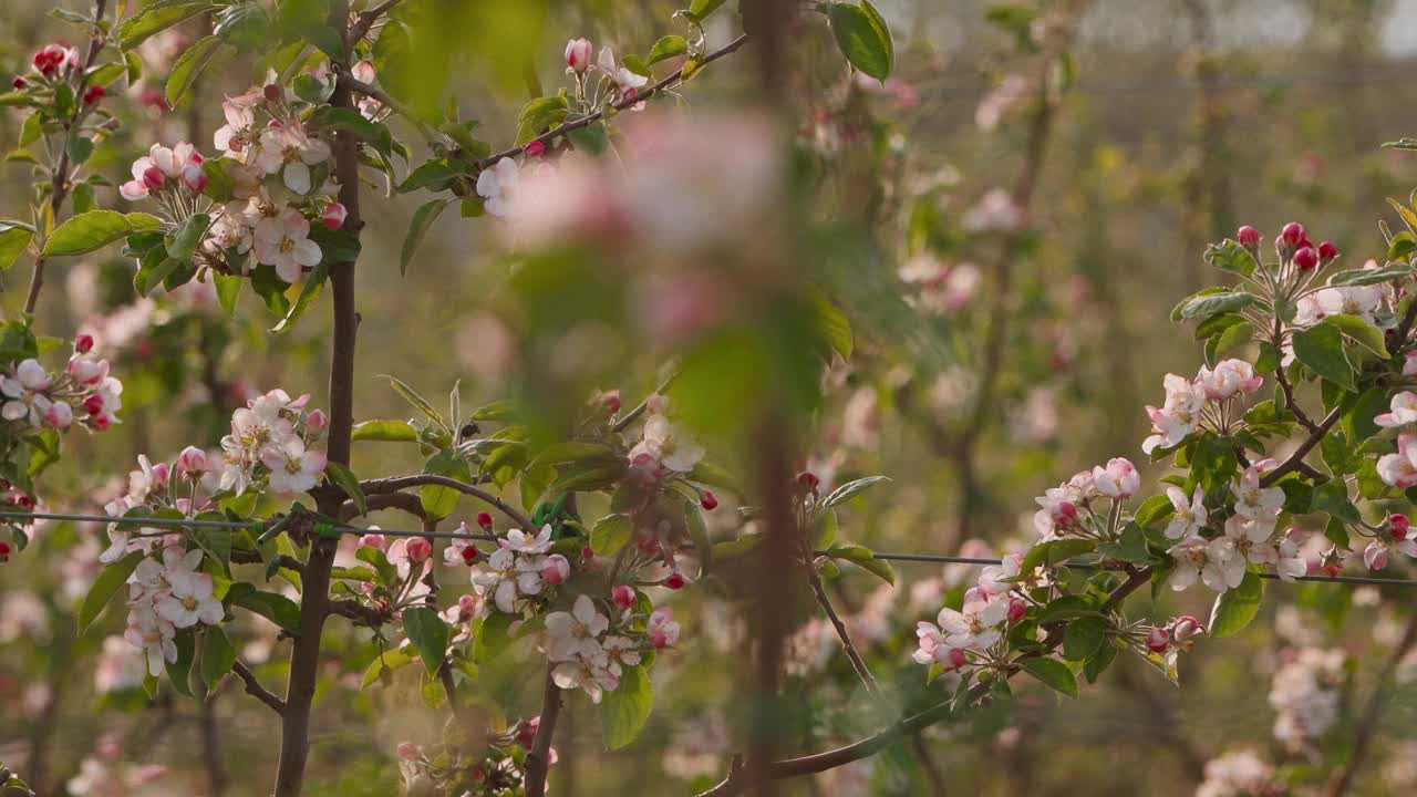 夕阳在盛开的苹果园视频素材