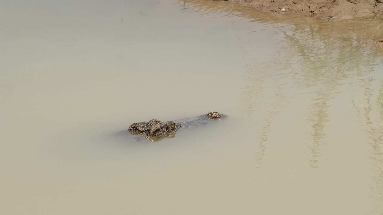 小鳄鱼在自然界。视频下载