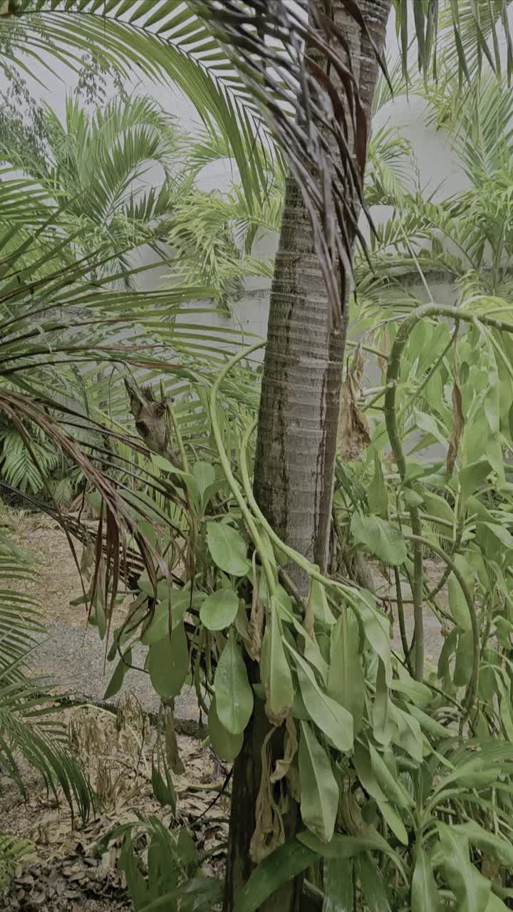 雨落在棕榈树上视频下载