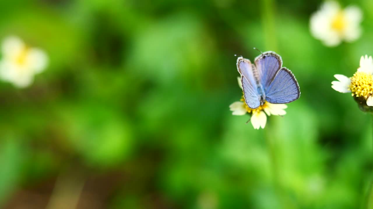 普通丘比特(Chilades pandava)蝴蝶在花上寻找花蜜视频下载