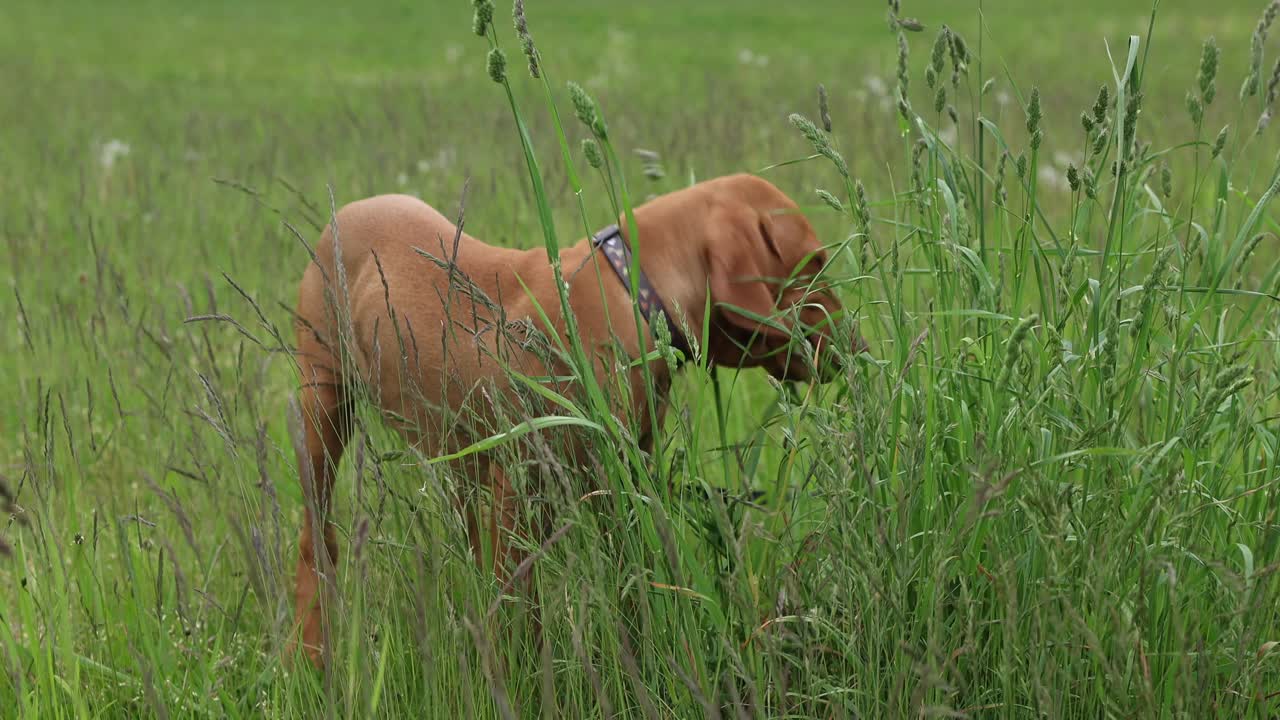 夏日里，一只匈牙利维兹拉犬在草地上啃草视频下载