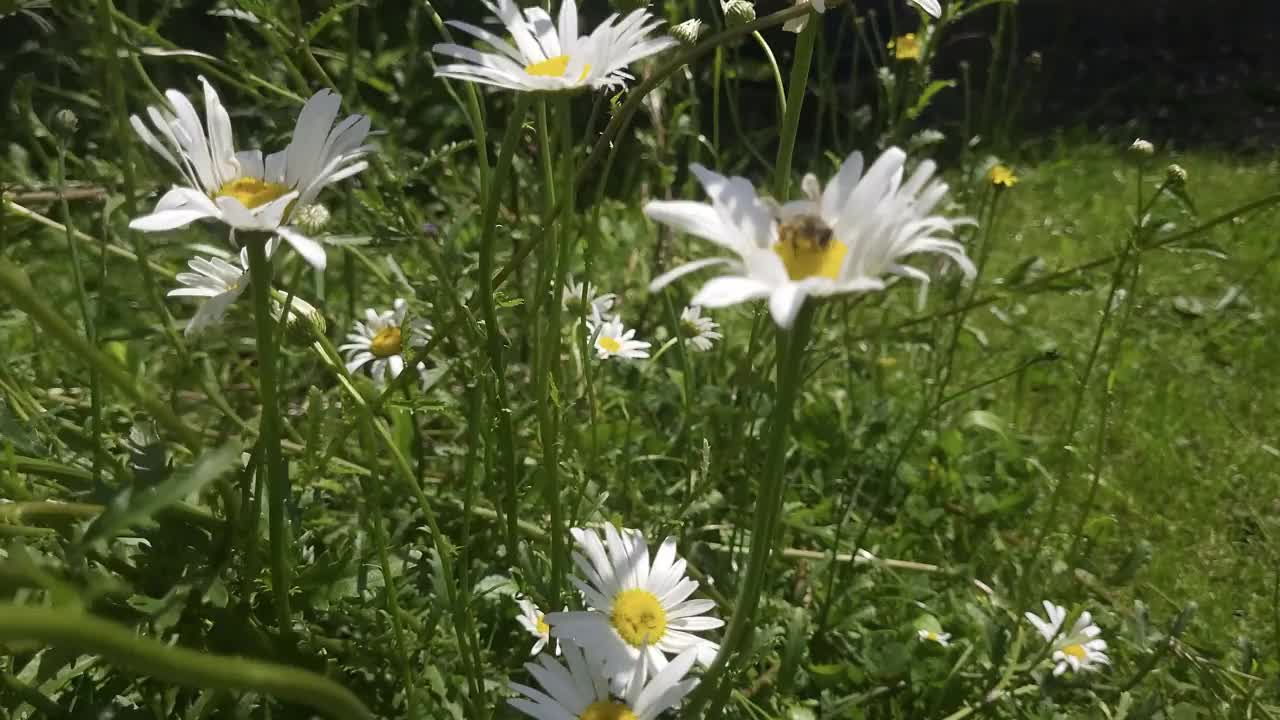 蜜蜂收集花粉视频素材