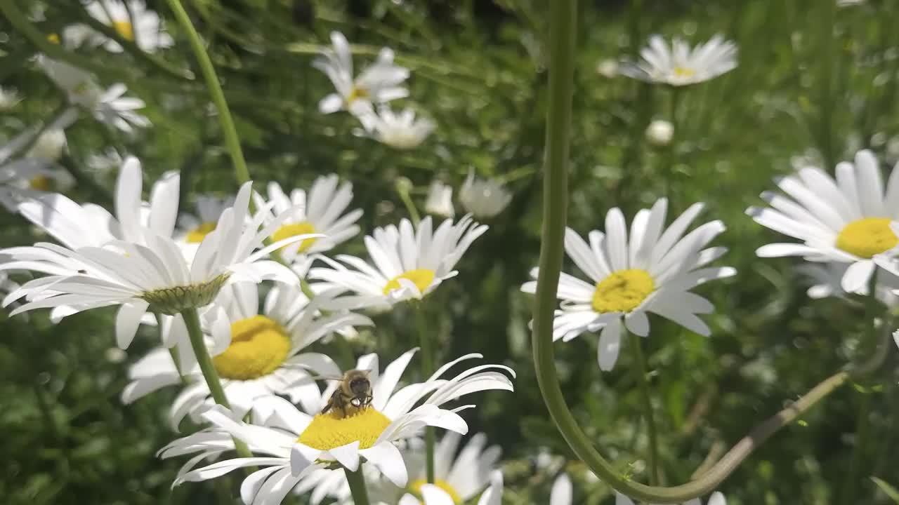 采集花粉的蜜蜂视频素材