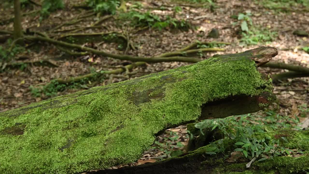 倒下树干上的青苔视频素材