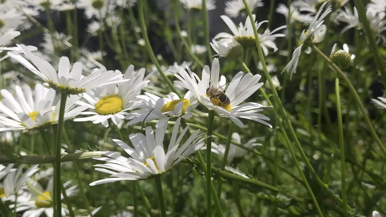 采集花粉的蜜蜂视频素材