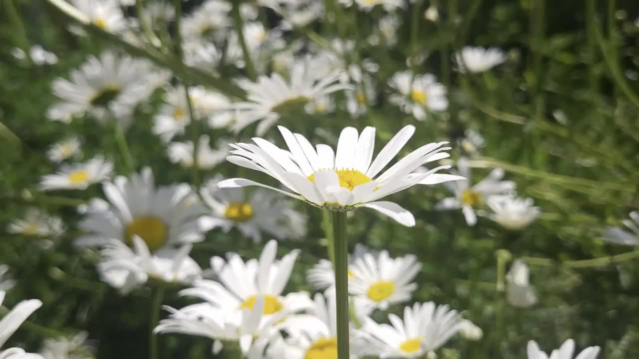 夏天的雏菊田视频下载