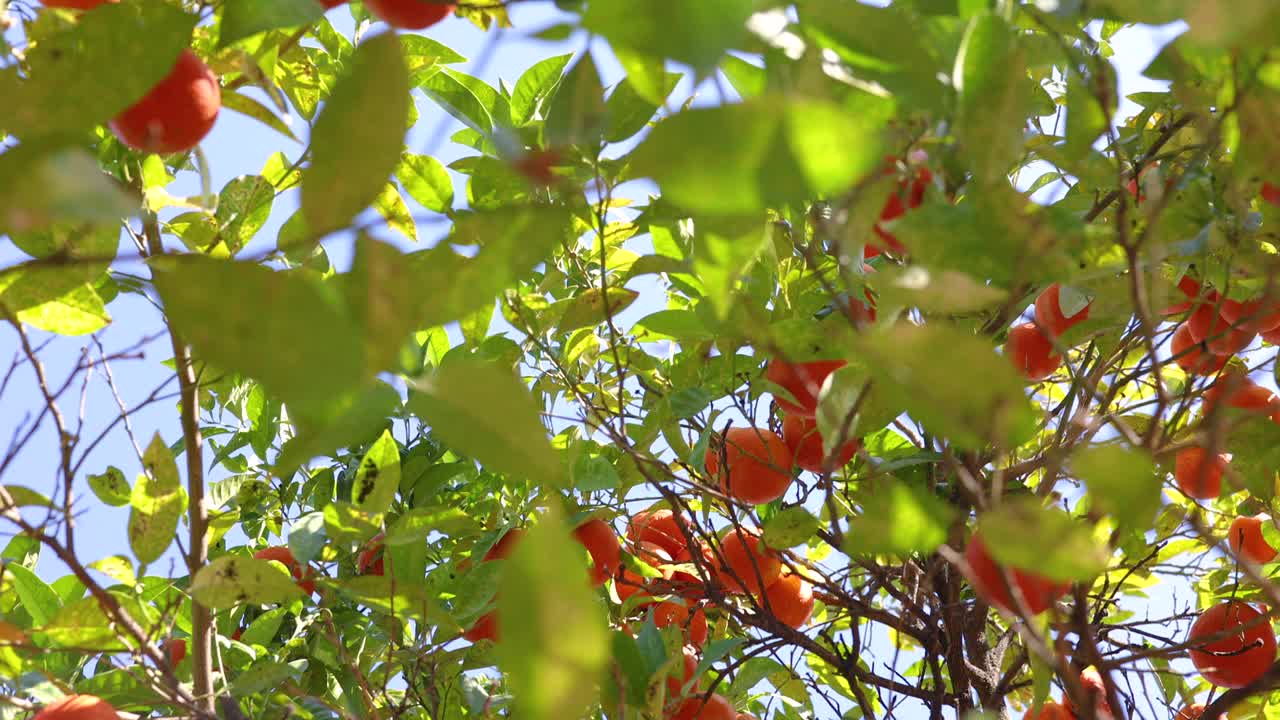 有小柑橘或橘子树的果园，树枝上有成熟的果实。阳光明媚的春日视频下载