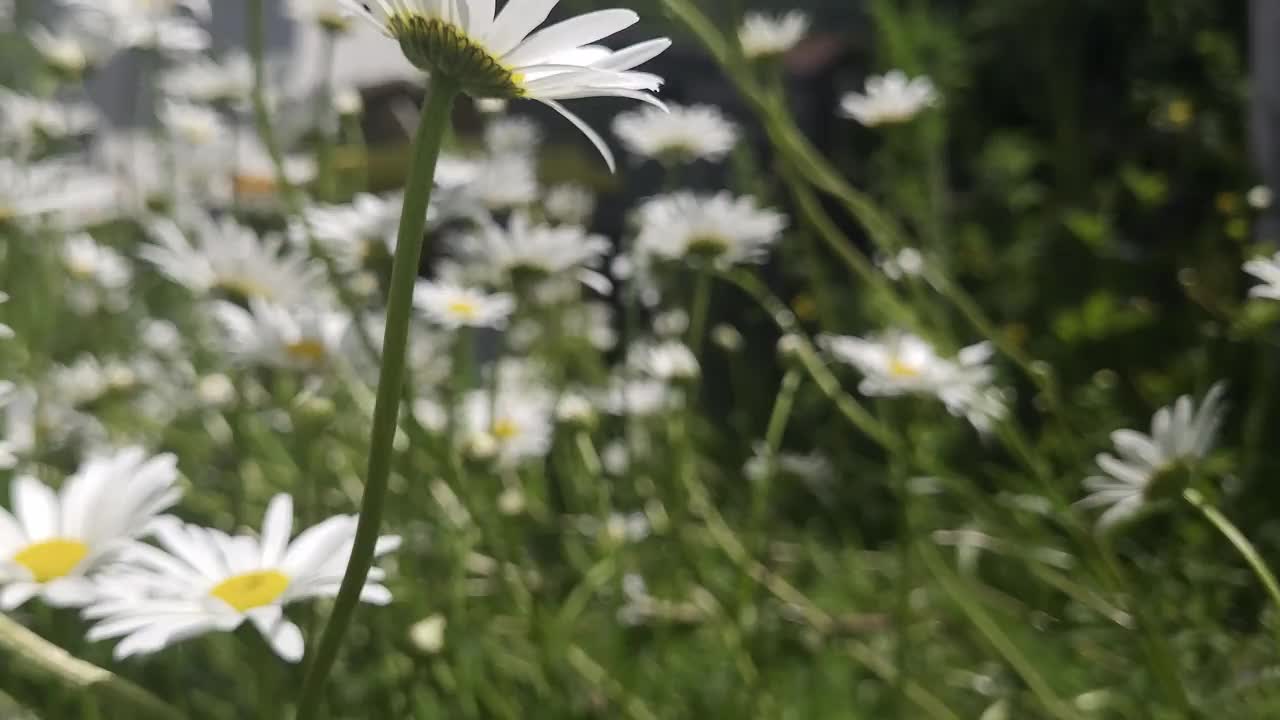 夏天的雏菊田视频素材