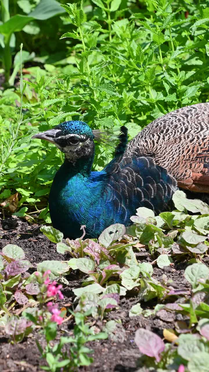 一只雄性印度孔雀(Pavo cristatus)躺在草地上。视频素材