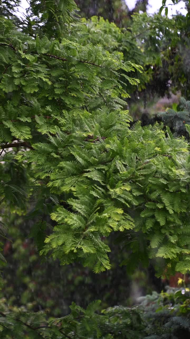 雨滴落在绿叶上。夏雨。视频素材