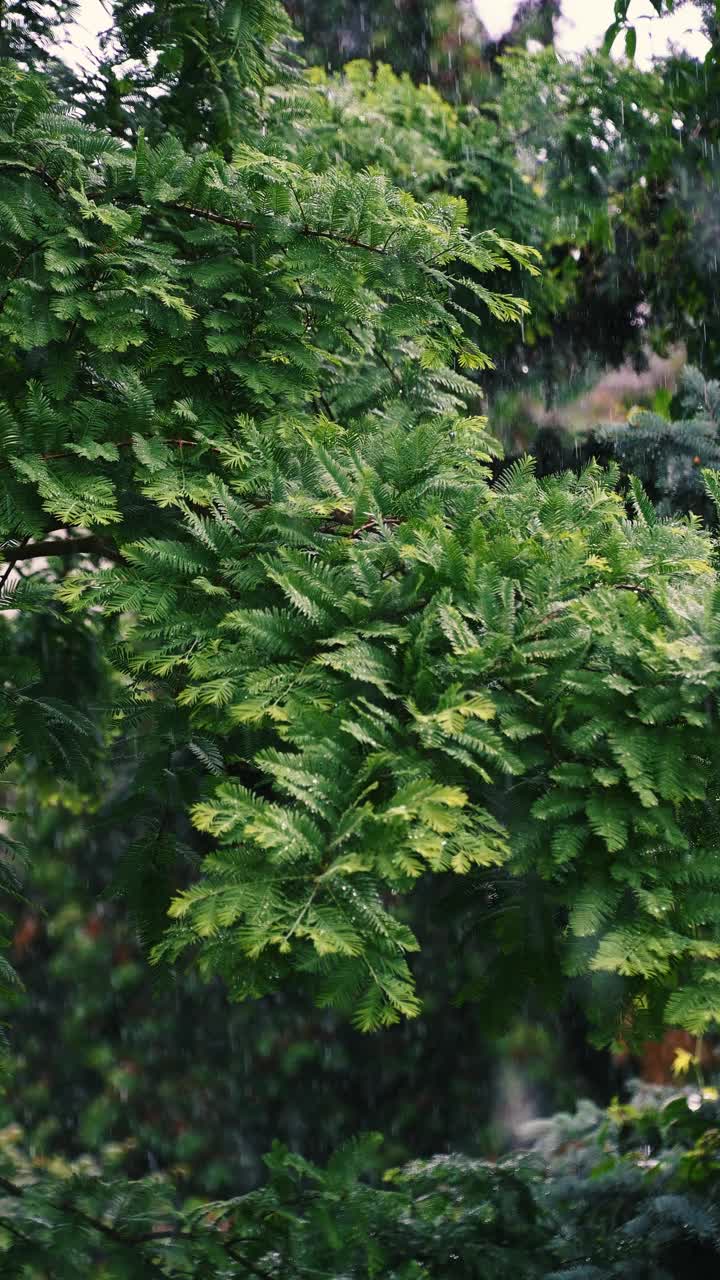 雨滴落在绿叶上。夏雨。视频素材