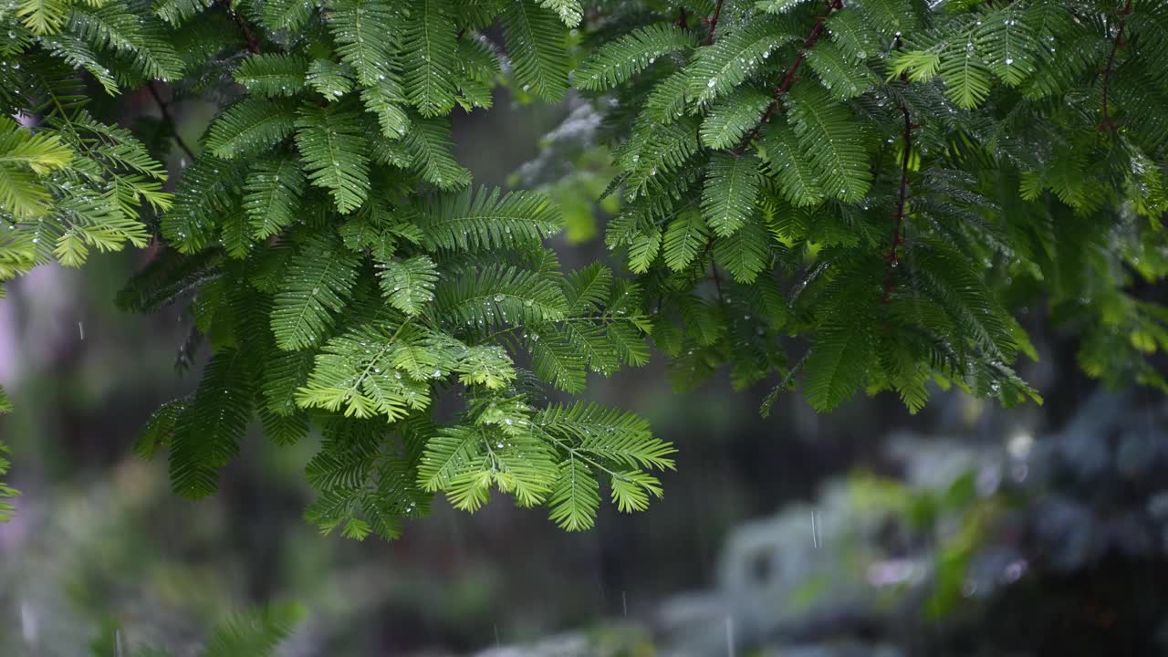 雨滴落在绿叶上。夏雨。视频素材