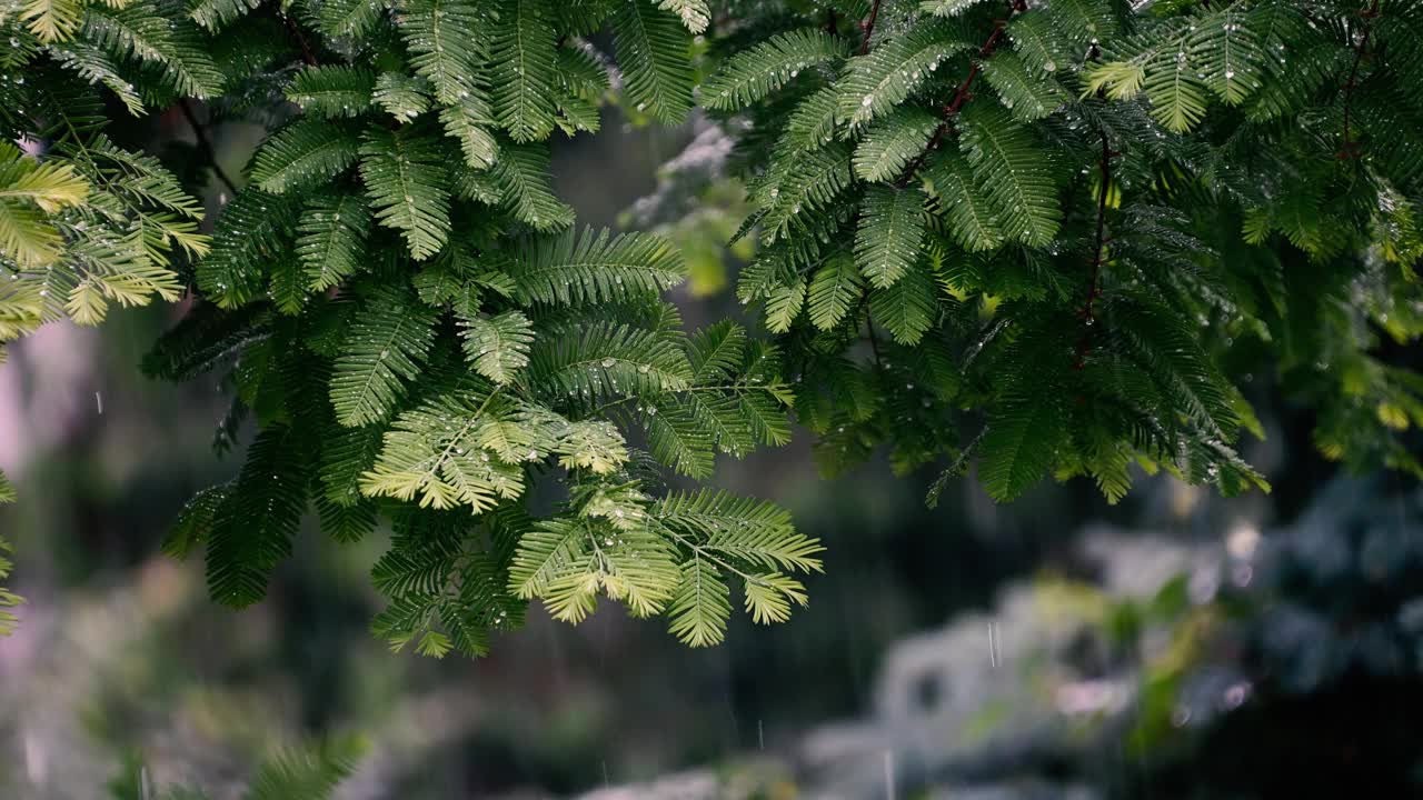 雨滴落在绿叶上。夏雨。视频素材