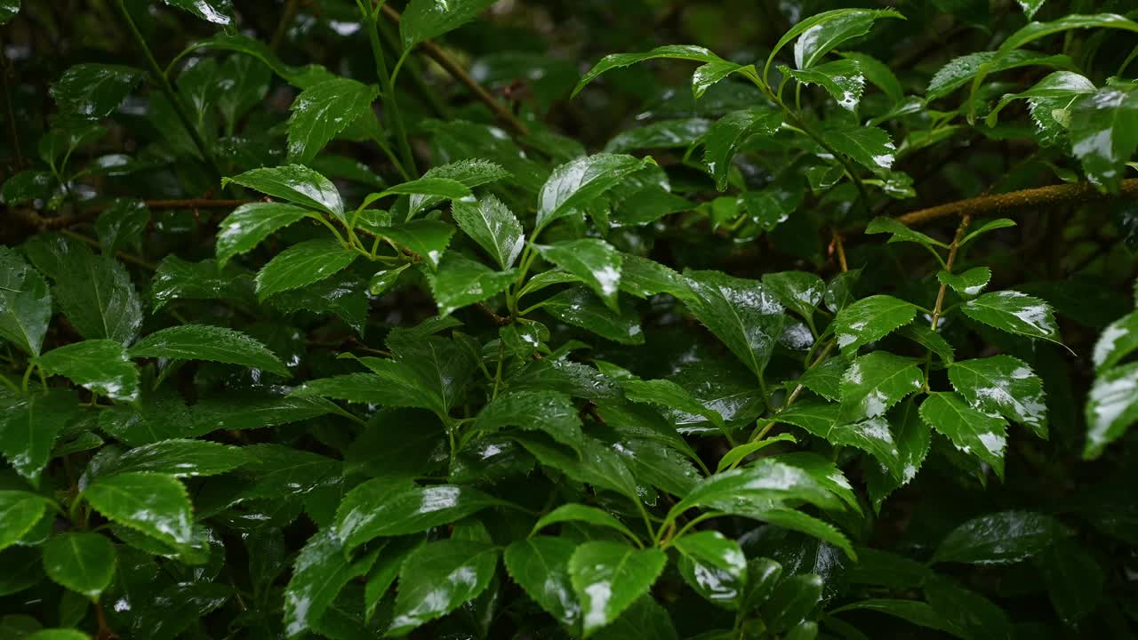 雨滴落在绿叶上。夏雨。视频素材