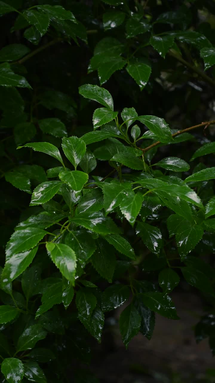 雨滴落在绿叶上。夏雨。视频素材