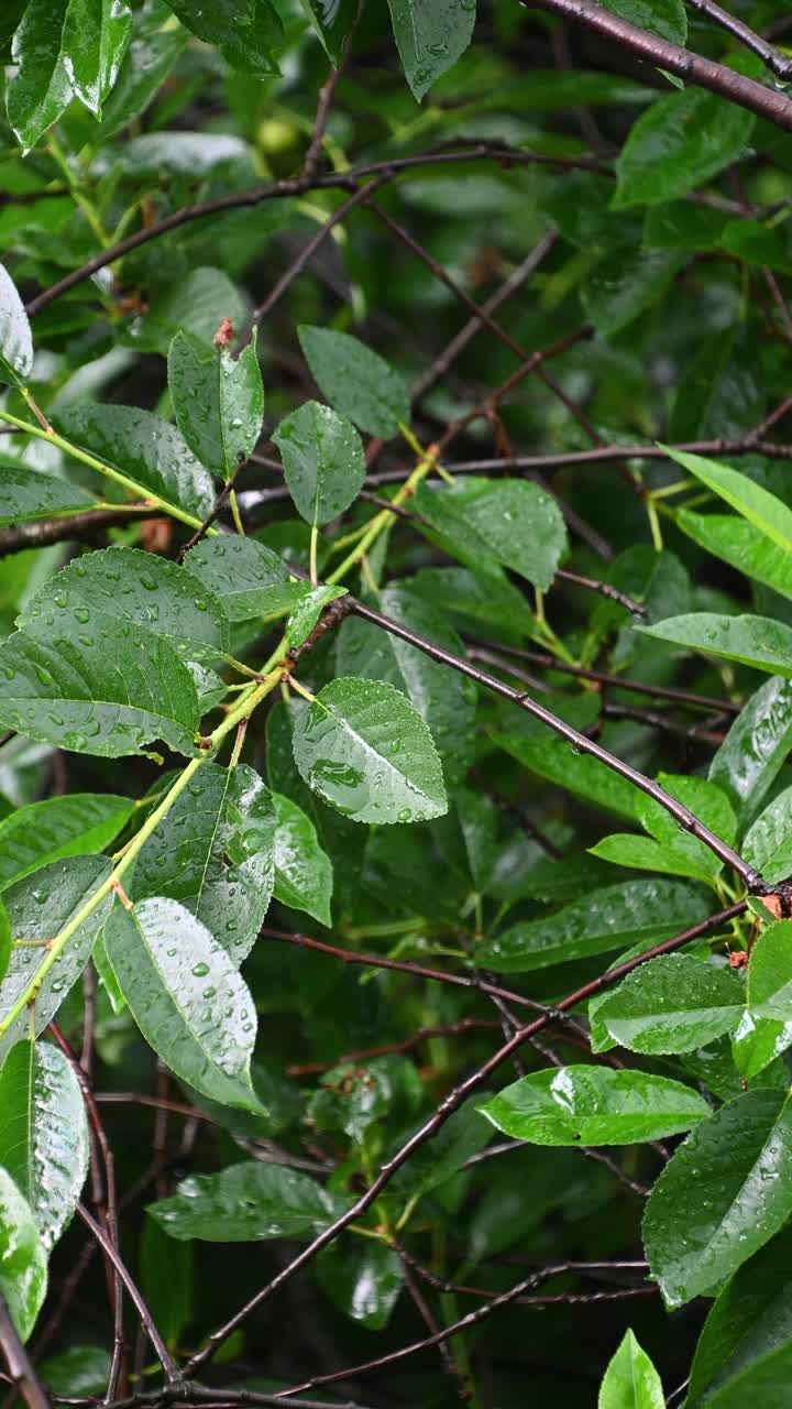 雨滴落在绿叶上。夏雨。视频素材