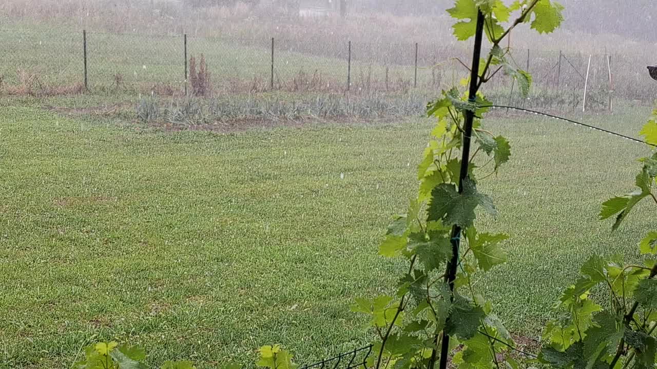 雨水落在后院和花园视频素材