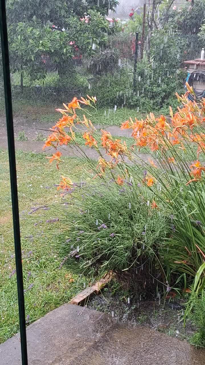 雨落在后院的花上视频素材