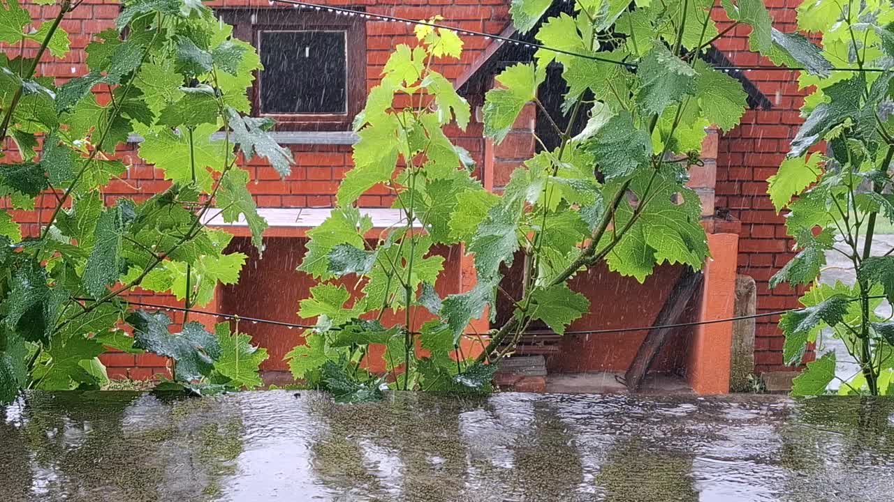 雨落在屋前的藤蔓上视频下载