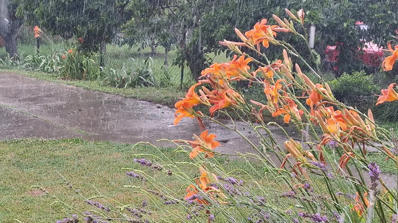 雨点落在后院的花上视频素材