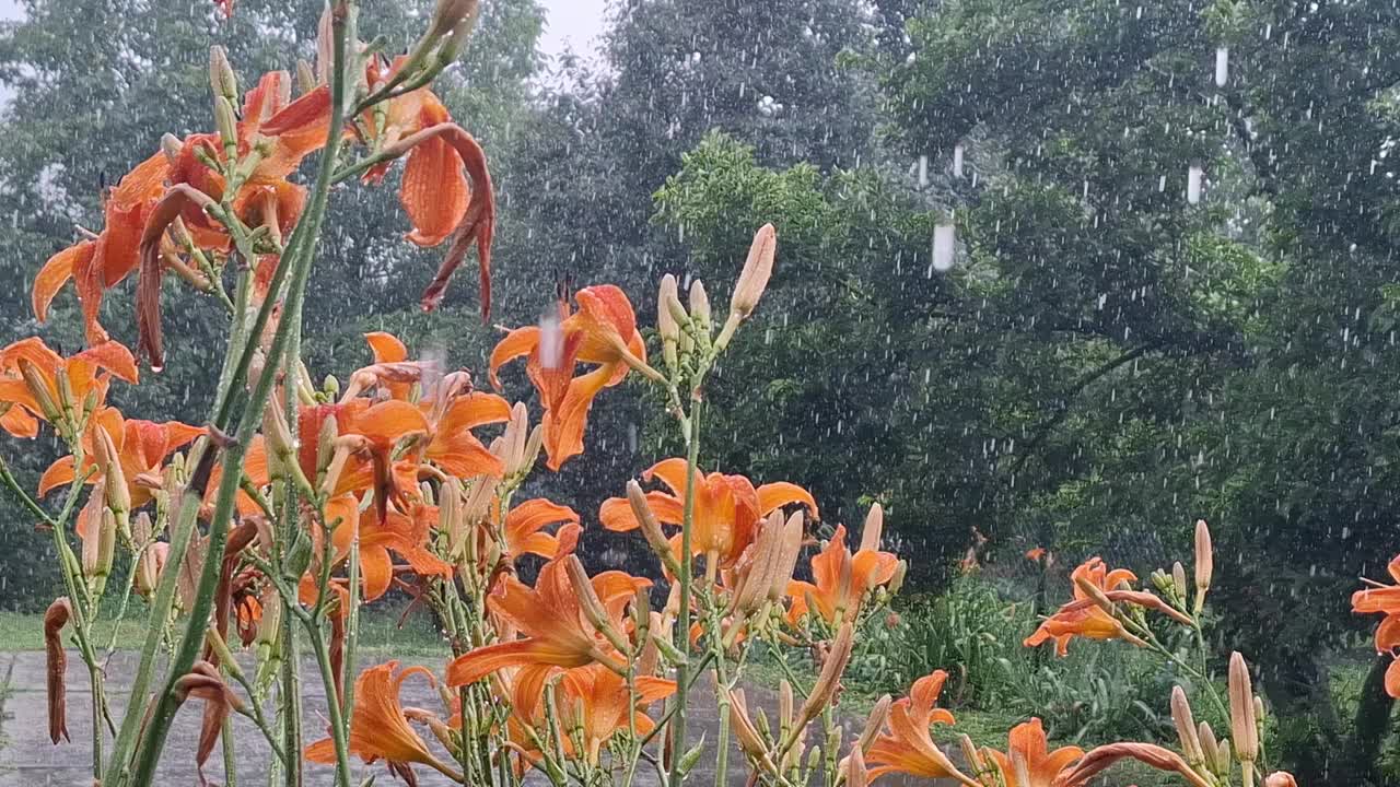 雨点落在后院的花上视频下载