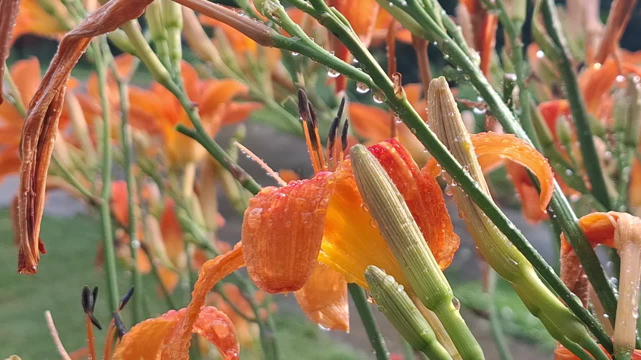 雨水落在百合花上的特写视频素材