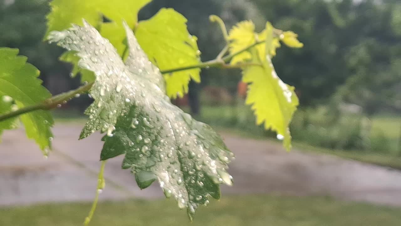 雨水落在藤蔓植物上的特写视频下载