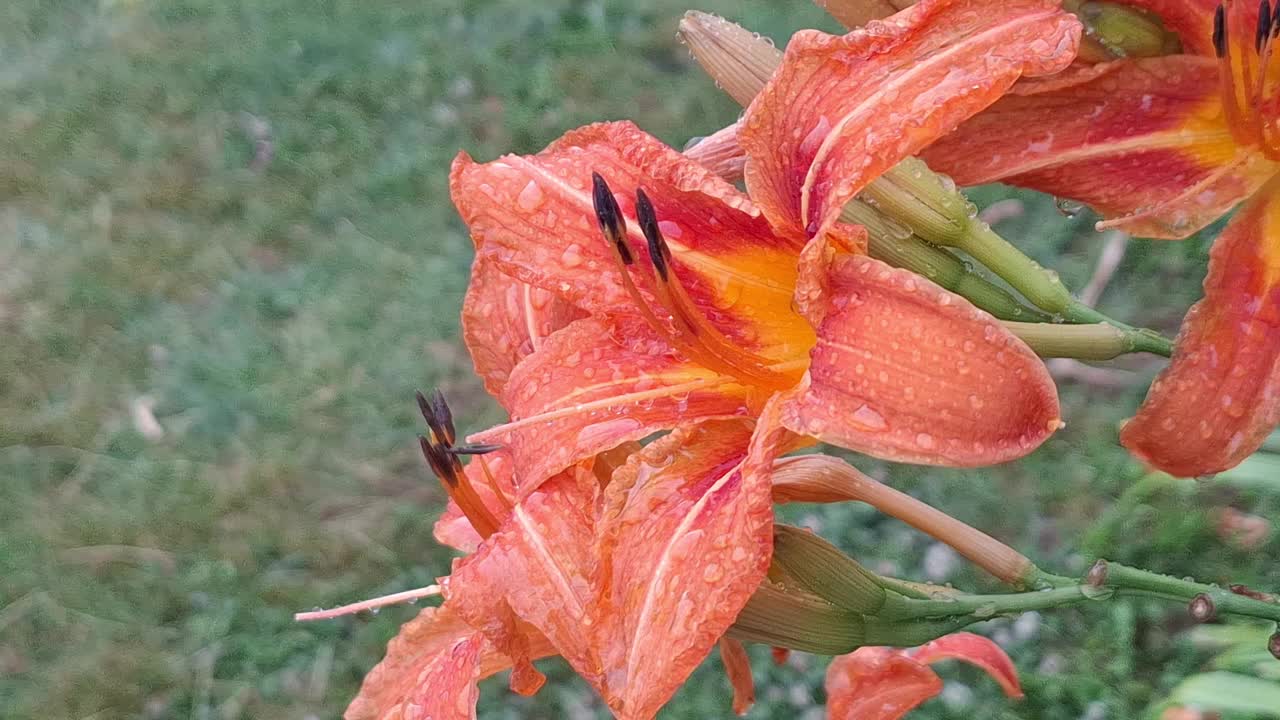 雨水落在百合花上的特写视频下载