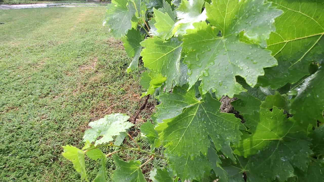 雨水落在藤蔓植物上的特写视频素材