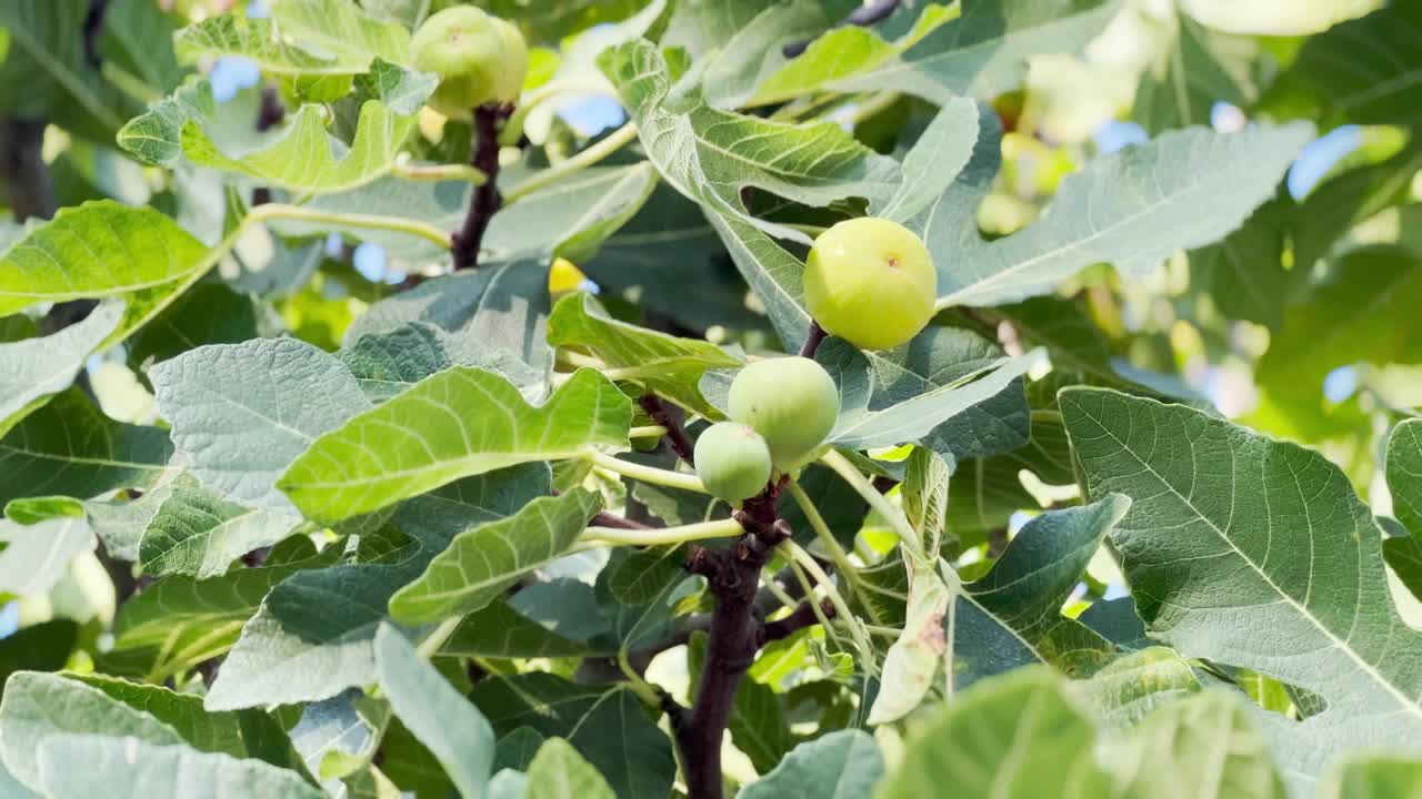 树上的绿无花果视频素材