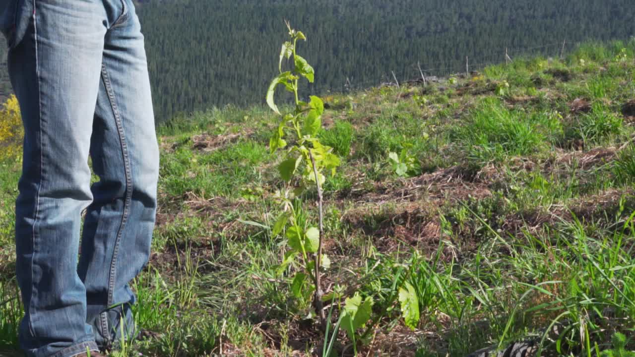 一个人站在田野里的一棵小树旁边视频素材