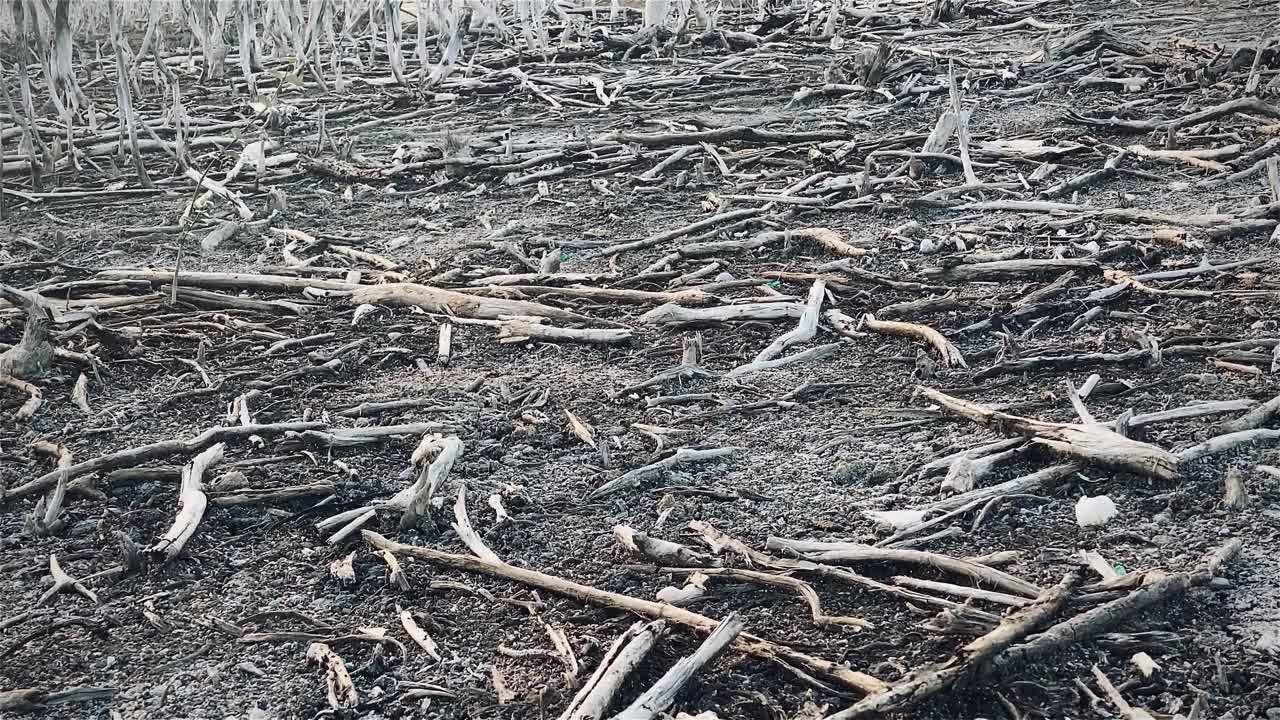 红树林被破坏的景观，是红树林因破坏和生境的扩大而丧失。栖息地扩张破坏环境，红树林退化视频素材