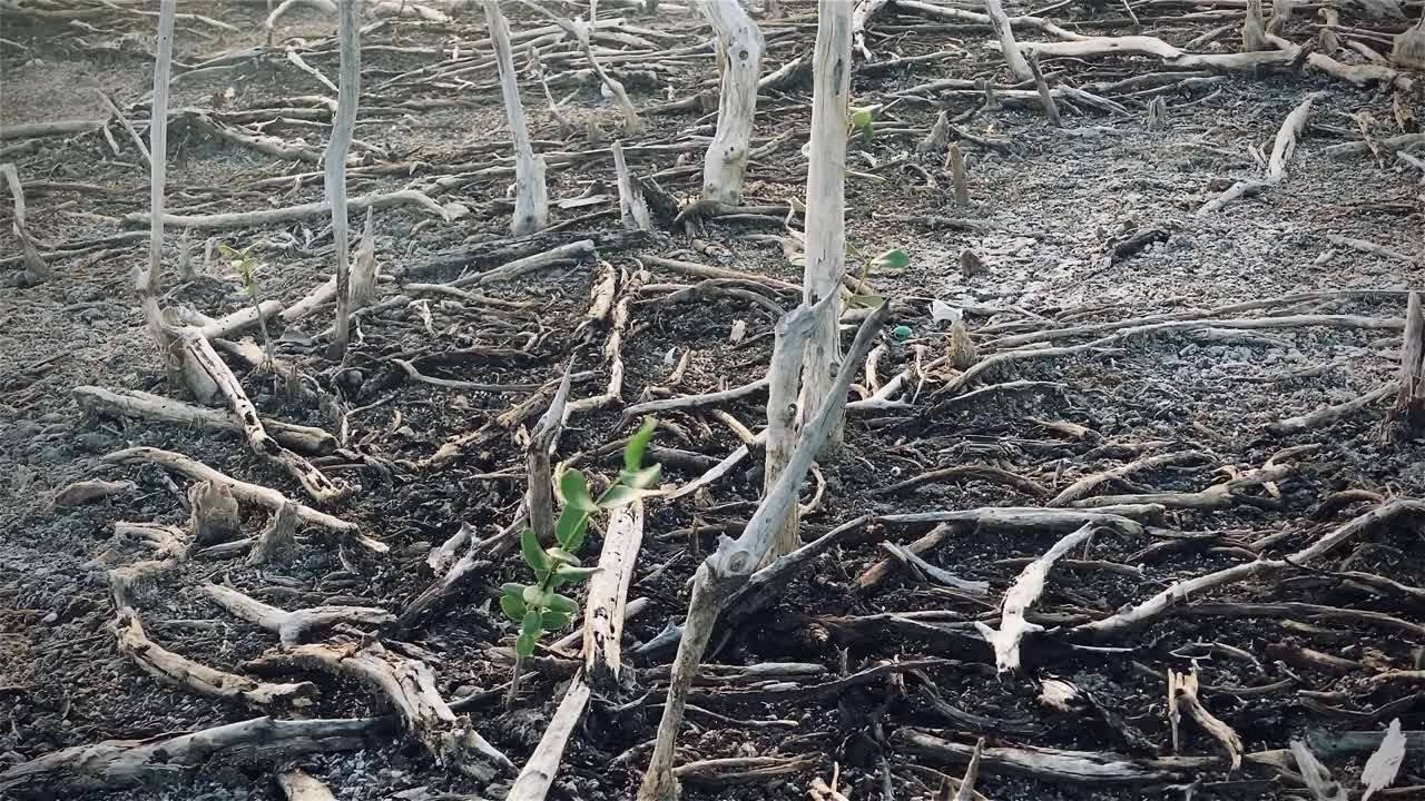 红树林被破坏的景观，是红树林因破坏和生境的扩大而丧失。栖息地扩张破坏环境，红树林退化视频下载