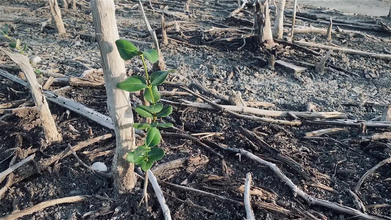 红树林被破坏的景观，是红树林因破坏和生境的扩大而丧失。栖息地扩张破坏环境，红树林退化视频下载