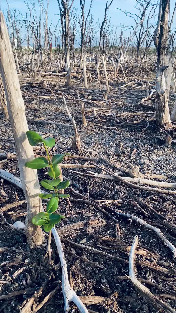 红树林被破坏的景观，是红树林因破坏和生境的扩大而丧失。栖息地扩张破坏环境，红树林退化视频素材