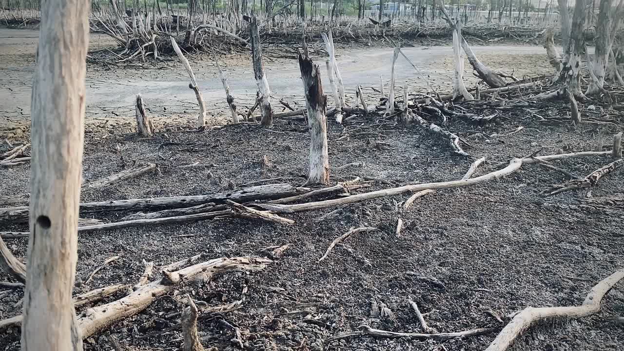 红树林被破坏的景观，是红树林因破坏和生境的扩大而丧失。栖息地扩张破坏环境，红树林退化视频下载