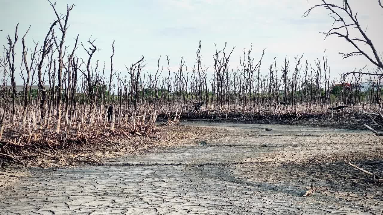 红树林被破坏的景观，是红树林因破坏和生境的扩大而丧失。栖息地扩张破坏环境，红树林退化视频素材