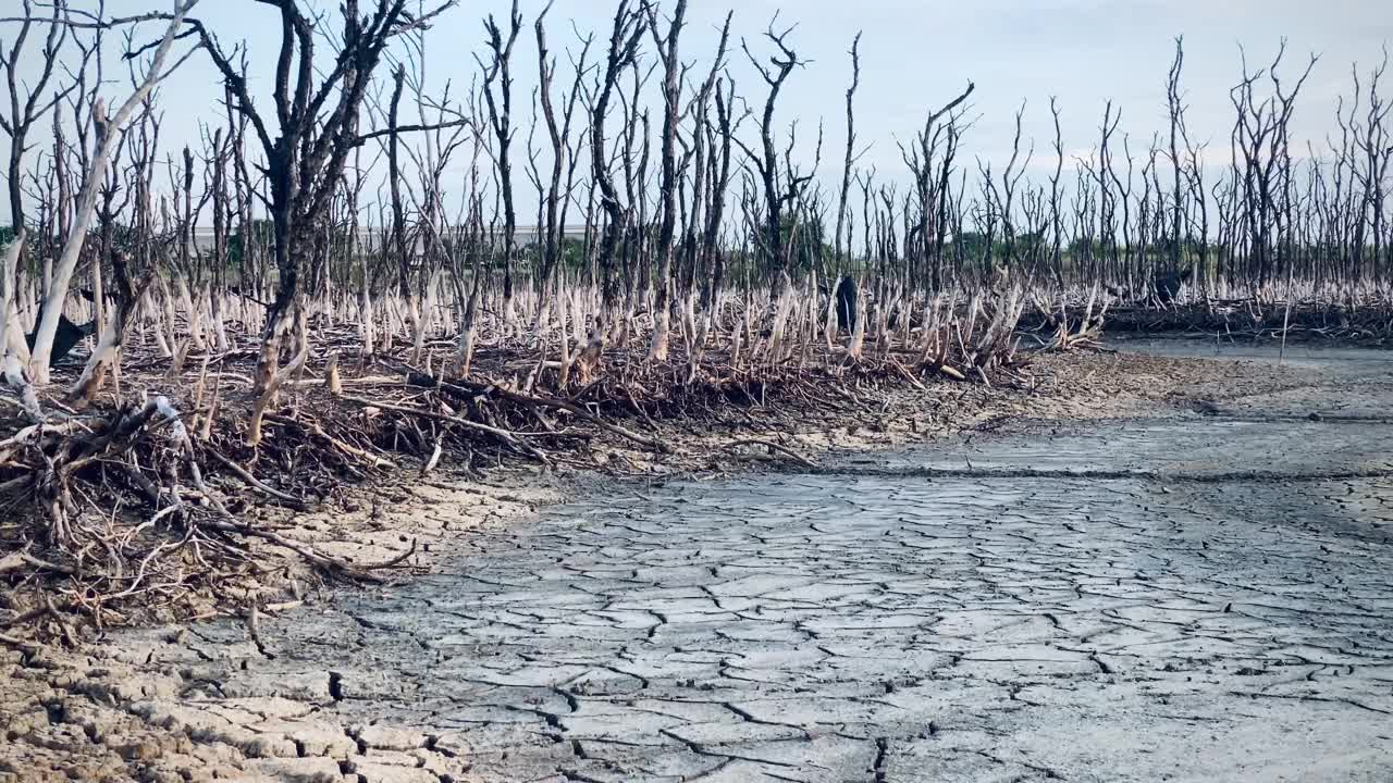 红树林被破坏的景观，是红树林因破坏和生境的扩大而丧失。栖息地扩张破坏环境，红树林退化视频下载