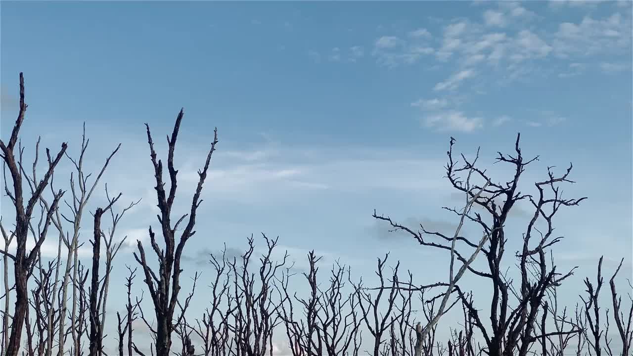 红树林被破坏的景观，是红树林因破坏和生境的扩大而丧失。栖息地扩张破坏环境，红树林退化视频下载