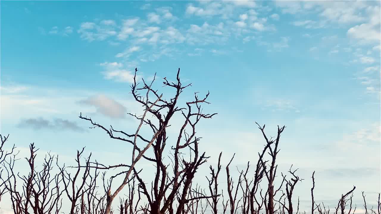 红树林被破坏的景观，是红树林因破坏和生境的扩大而丧失。栖息地扩张破坏环境，红树林退化视频下载